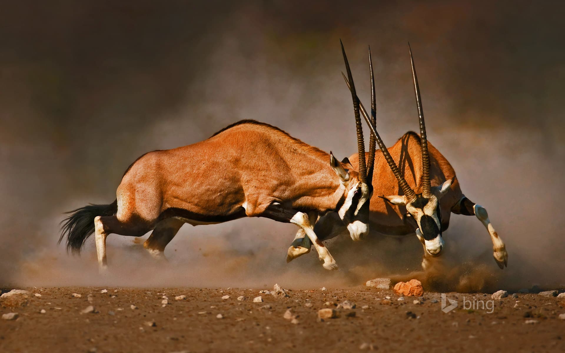 Bing Wallpaper: Male gemsboks clash at Etosha National Park, Namibia