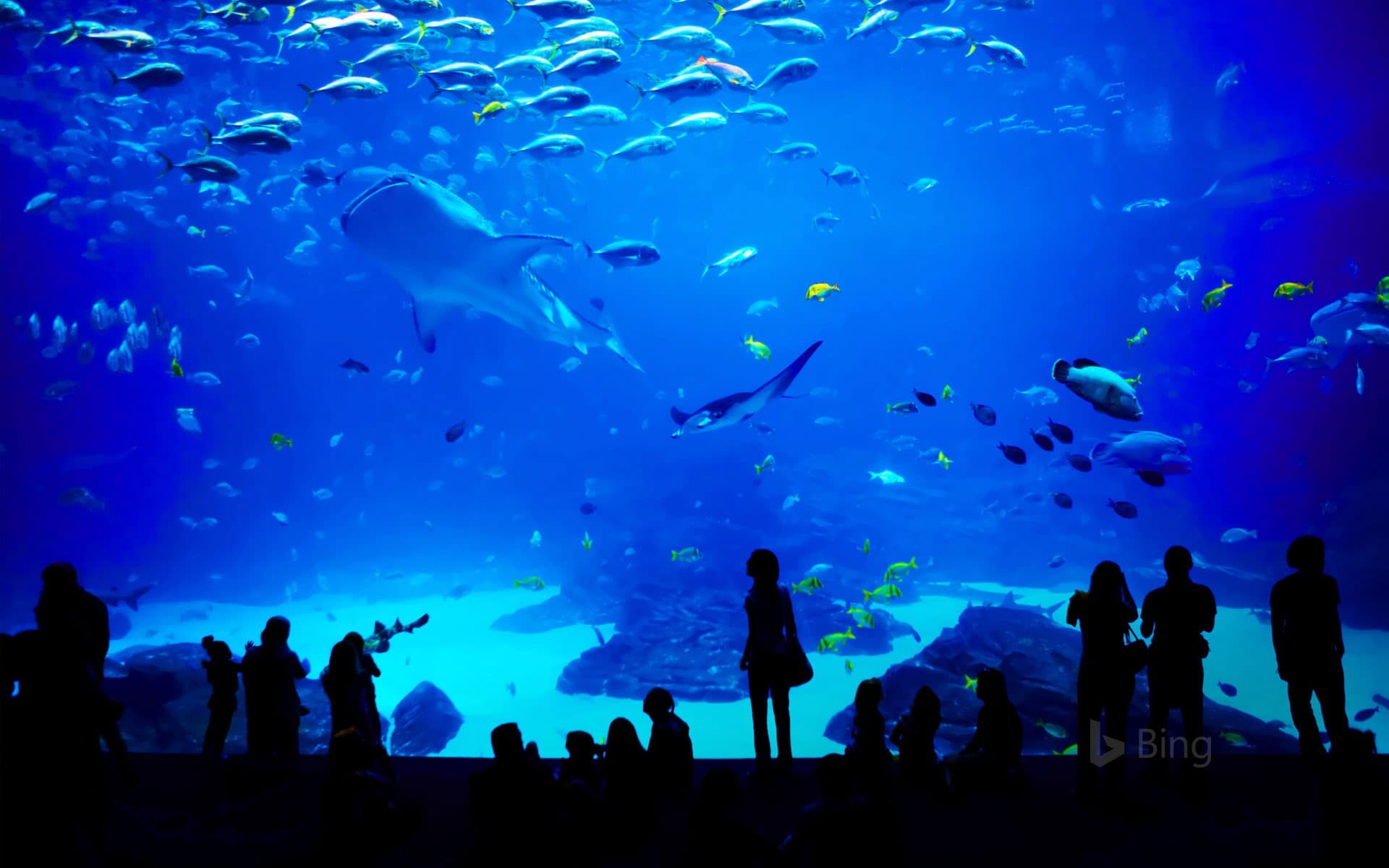 Bing Wallpaper: The Georgia Aquarium in Atlanta