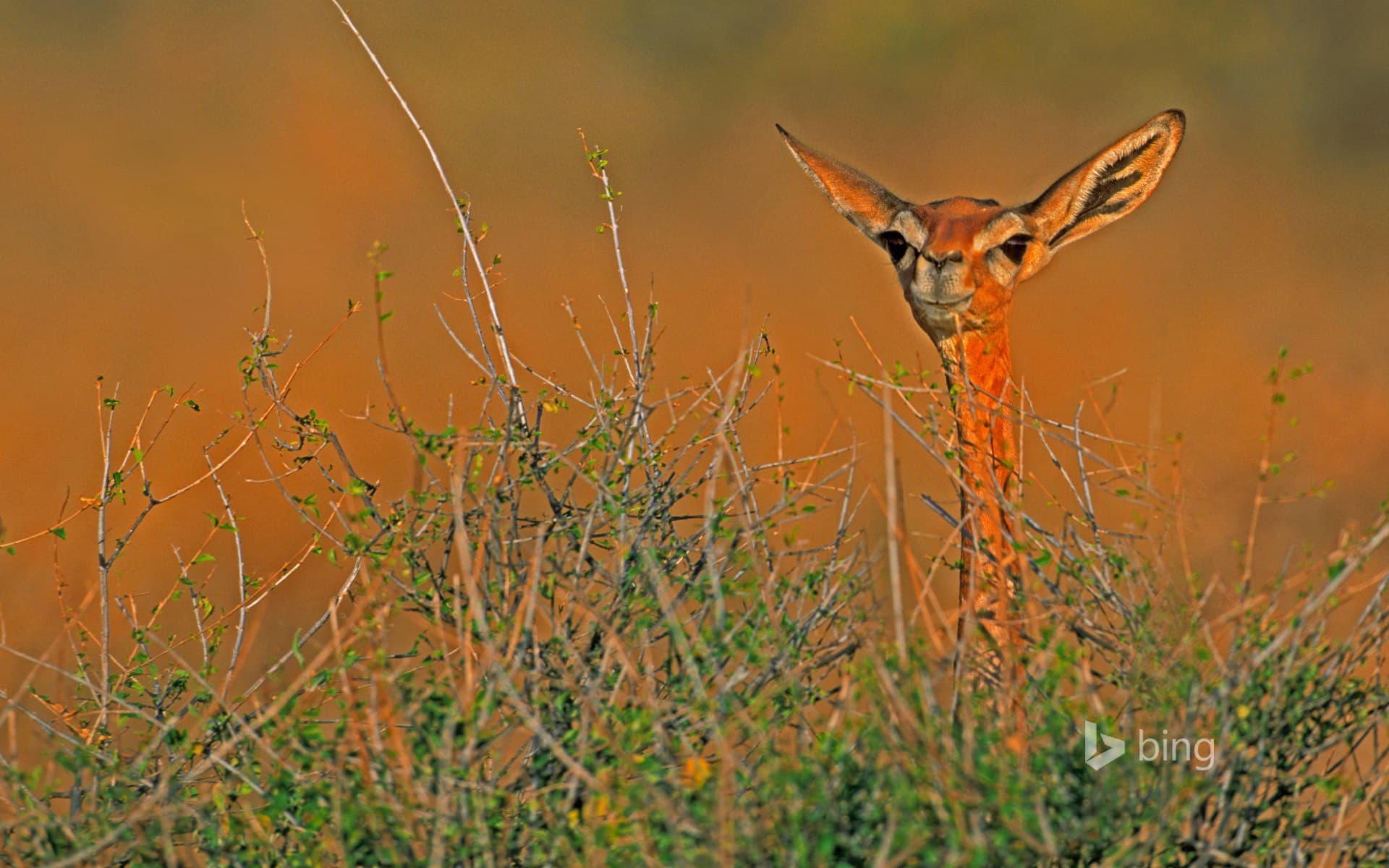 Bing Wallpaper: A gerenuk in Samburu National Reserve, Kenya