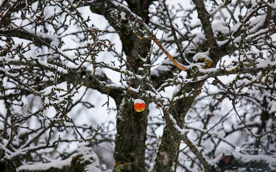 Apple hanging on a snowy tree, Germany