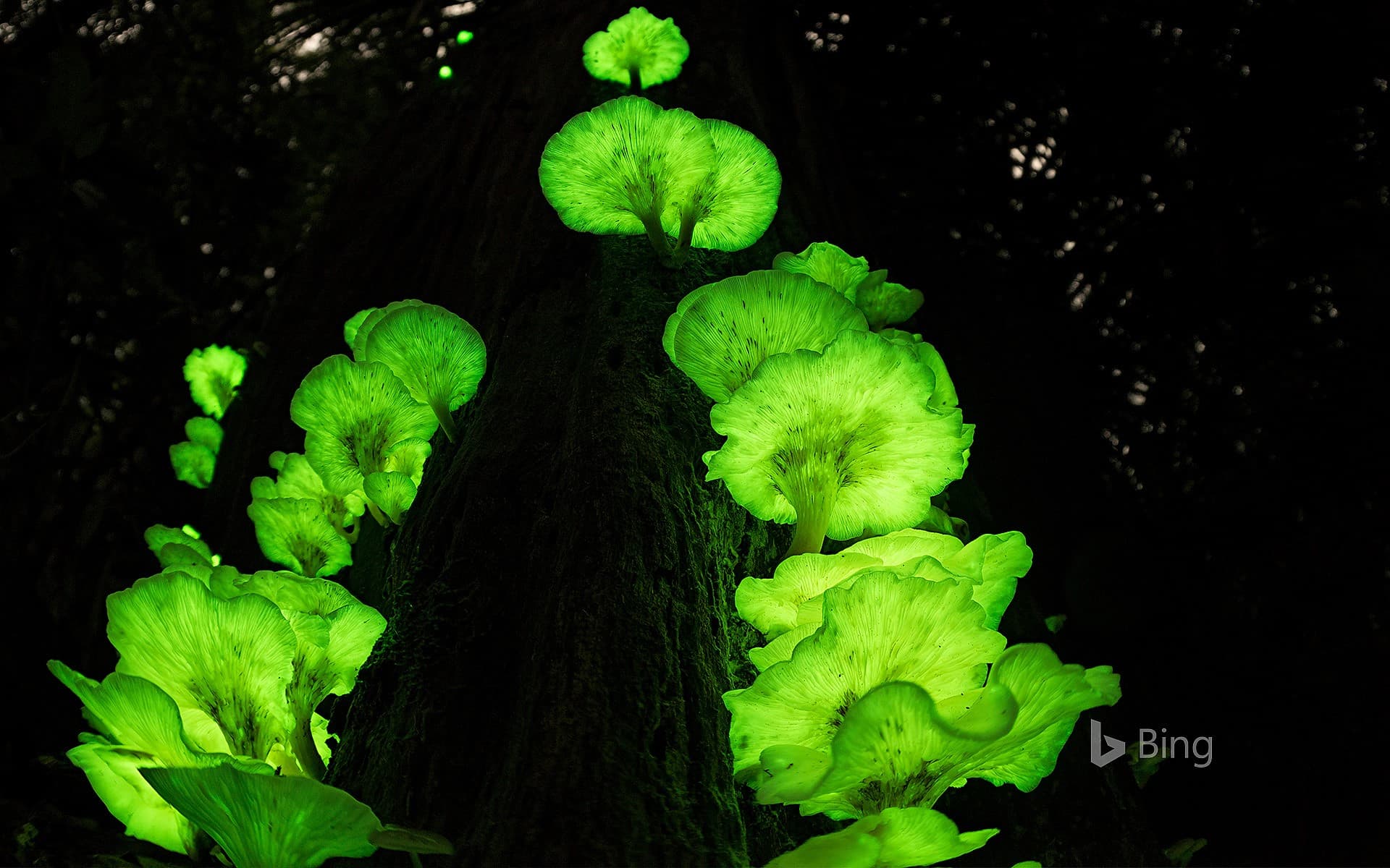 Bing Wallpaper: Ghost fungus on a tree in the Atherton Tablelands, Queensland, Australia