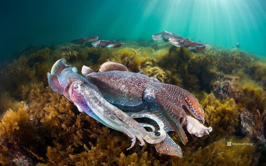 Group of giant cuttlefish in Spencer Gulf, off Whyalla, South Australia