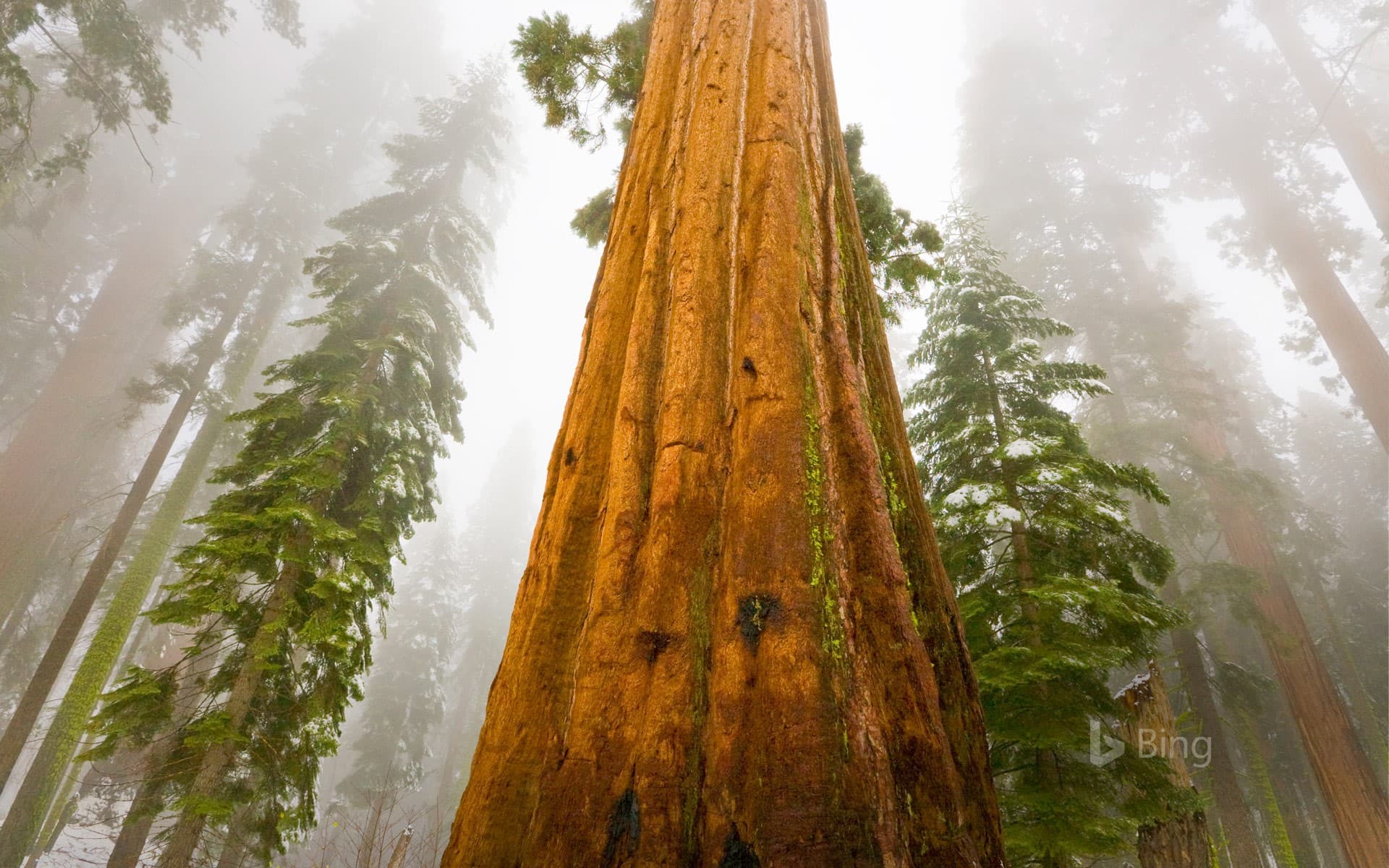 Bing Wallpaper: Giant sequoia trees in Sequoia National Park, California