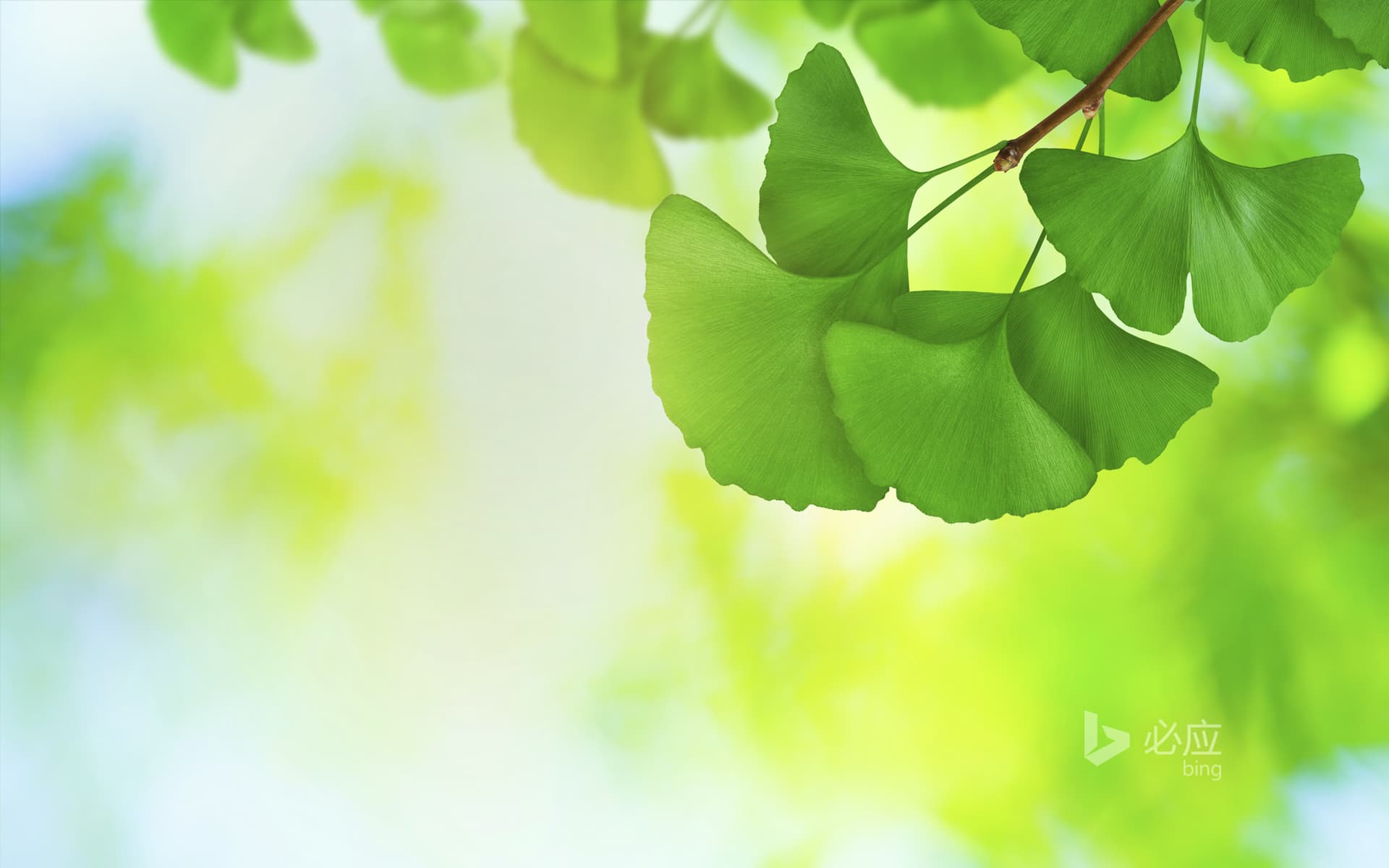 Bing Wallpaper: Lush ginkgo leaves