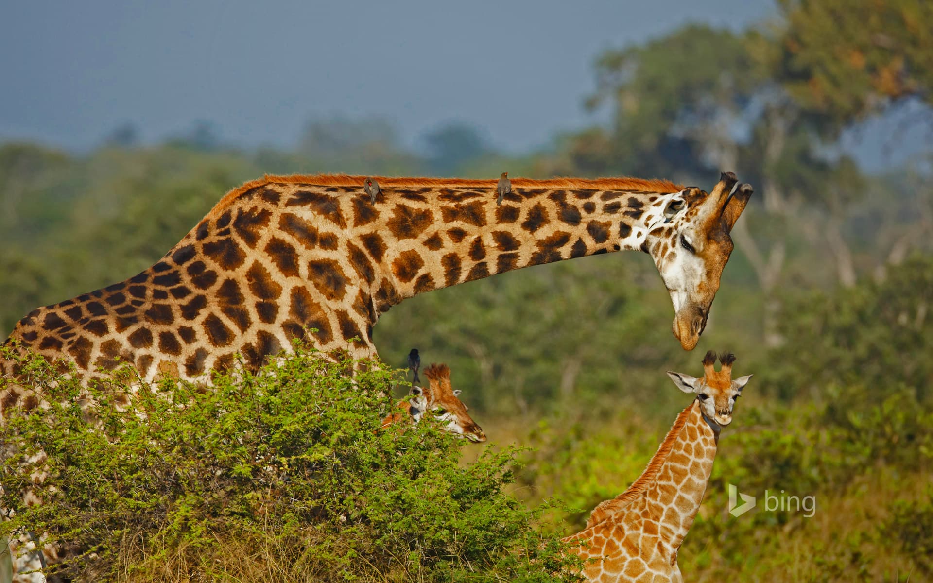 Bing Wallpaper: Male giraffe and two calves
