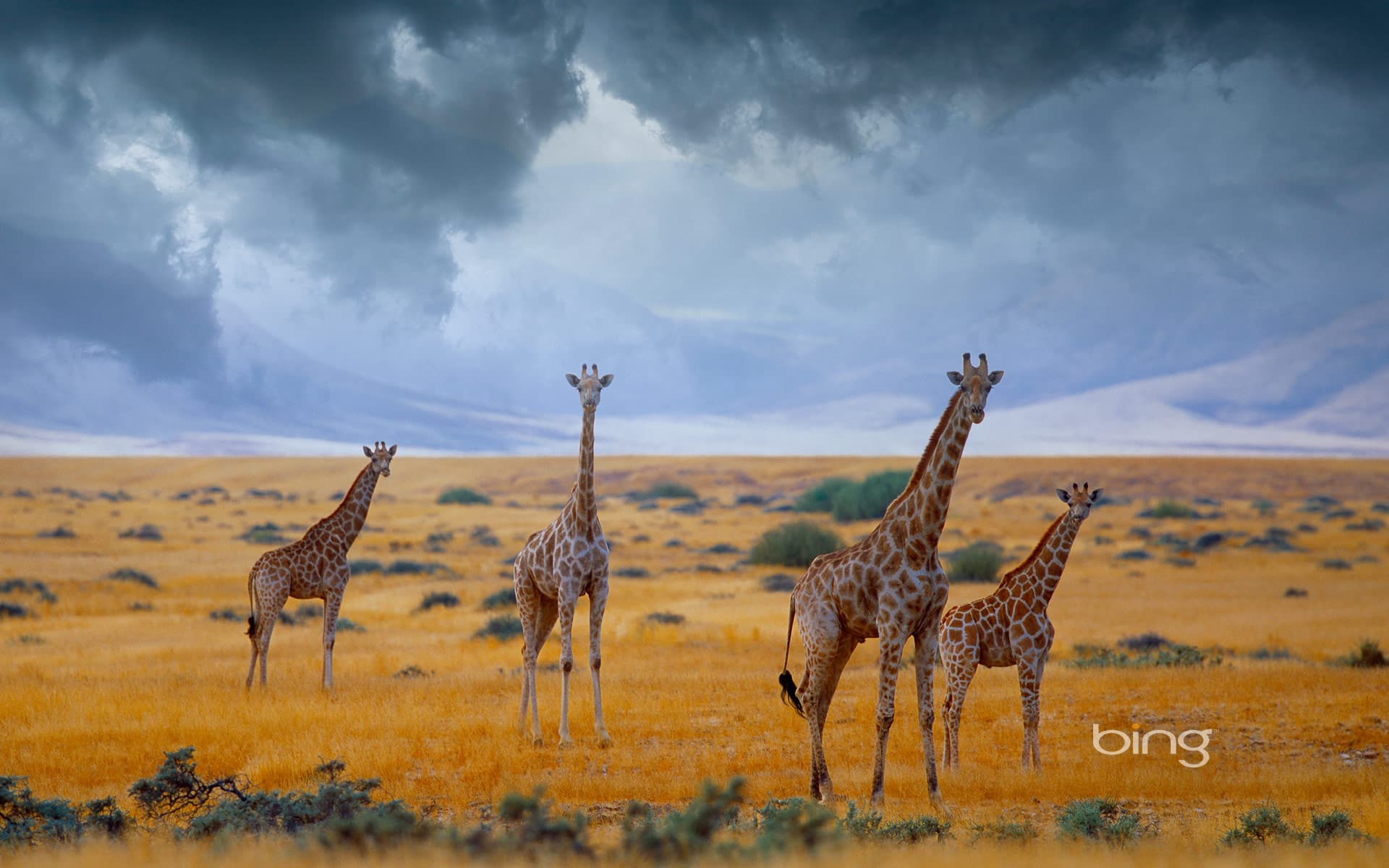 Bing Wallpaper: Small herd of giraffes, Namibia