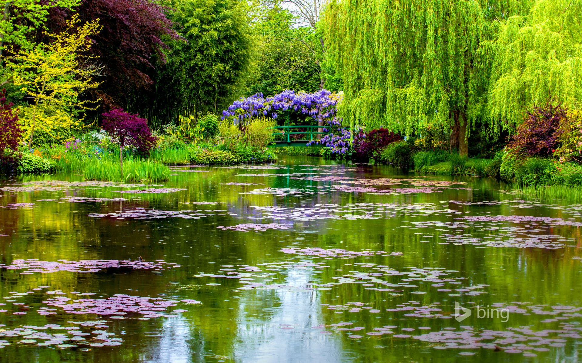 Bing Wallpaper: Monet's water garden in Giverny, France