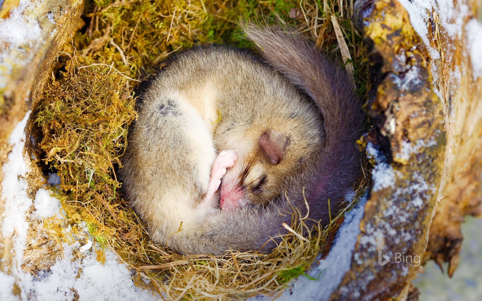 Bing Wallpaper: Edible dormouse sleeping, Alsace, France