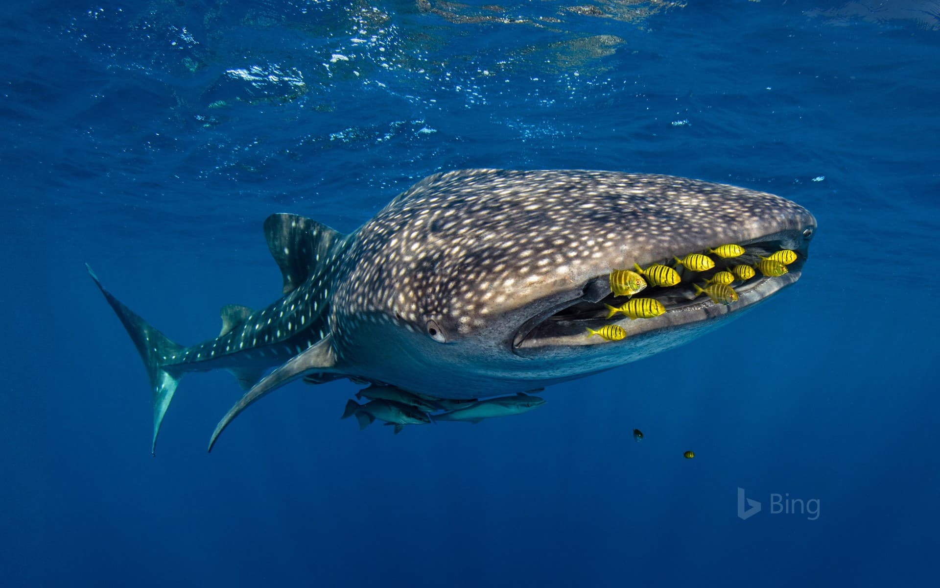 Bing Wallpaper: Golden trevally swim with a whale shark in Cenderawasih Bay, Indonesia