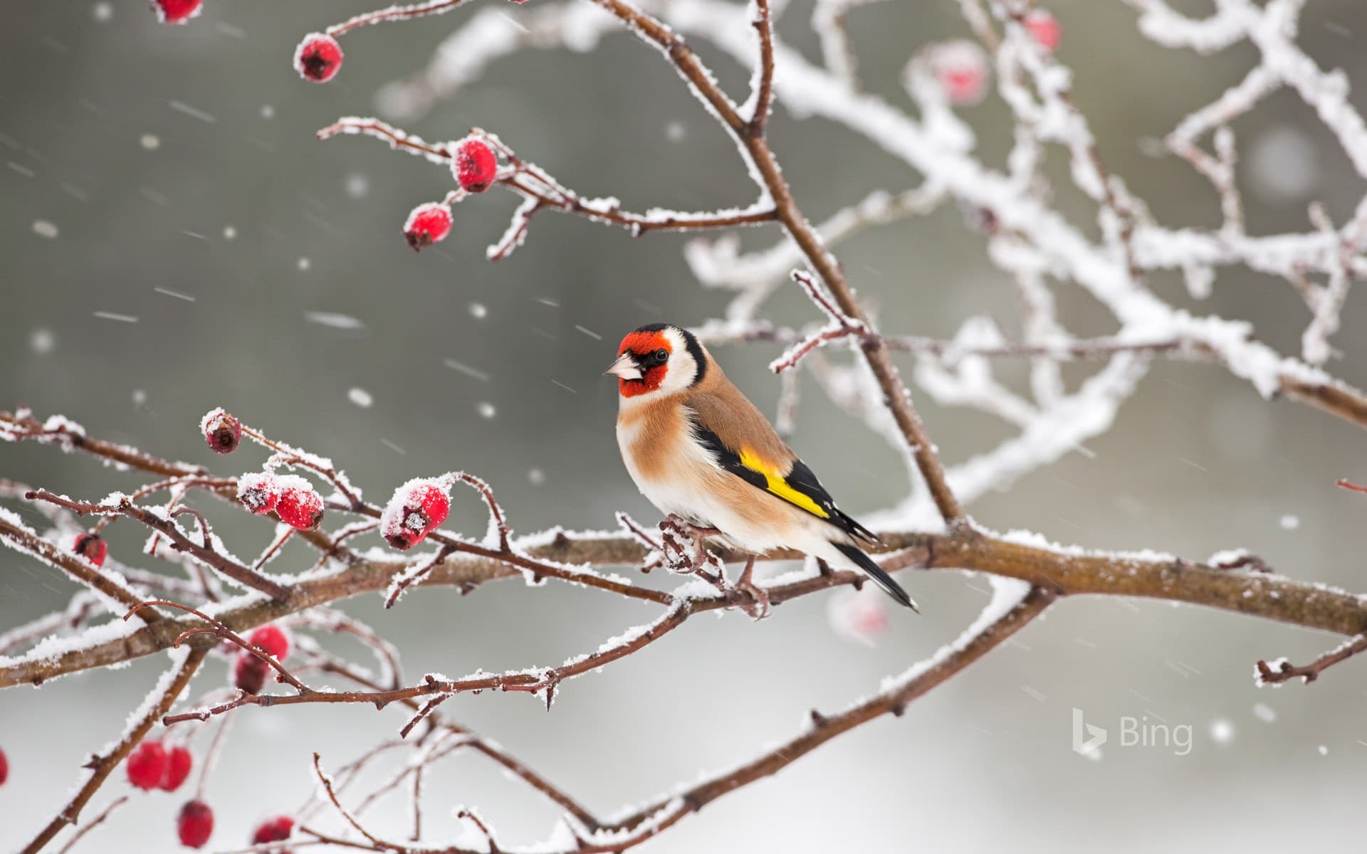 Bing Wallpaper: A European goldfinch perched among rosehips in snow
