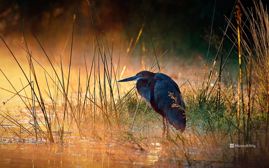 Goliath heron, Kruger National Park, South Africa