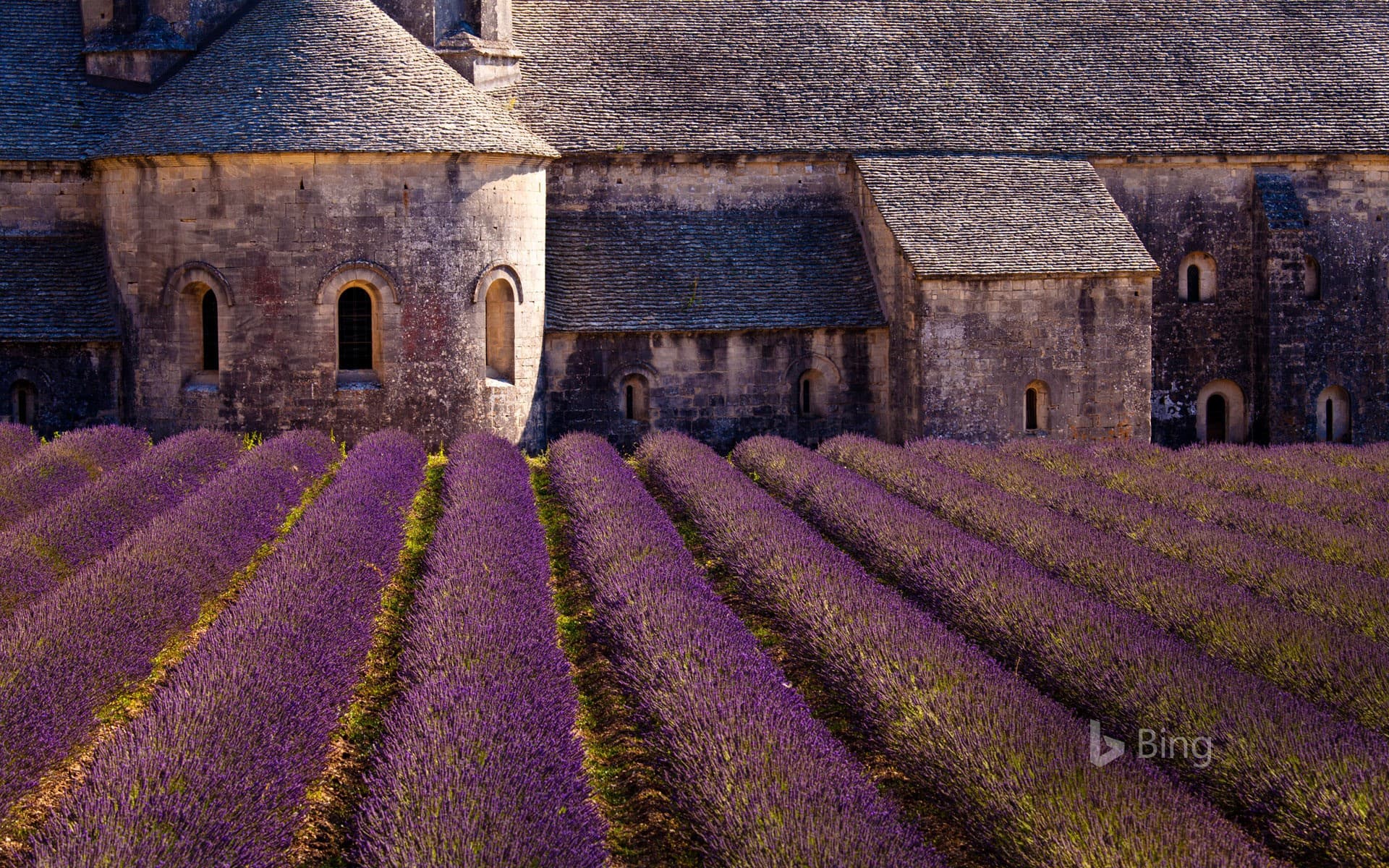 Bing Wallpaper: Blooming field of lavender at Sénanque Abbey, Gordes, Vaucluse, Provence-Alpes-Côte d'Azur, France