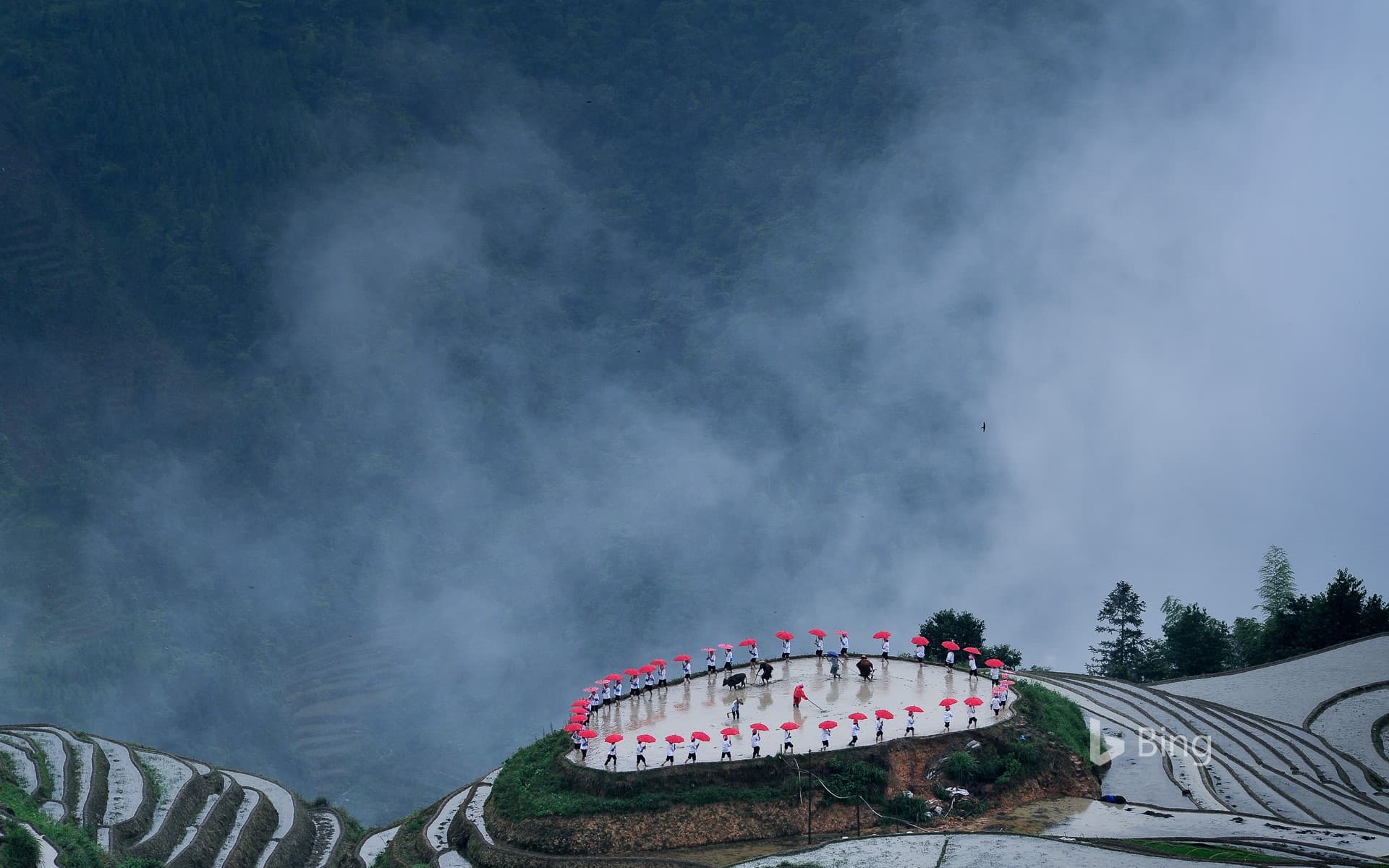 Bing Wallpaper: [Guyu Today] Busy Scenery of Longsheng Terraced Fields during the Ping'an Village Planting Festival