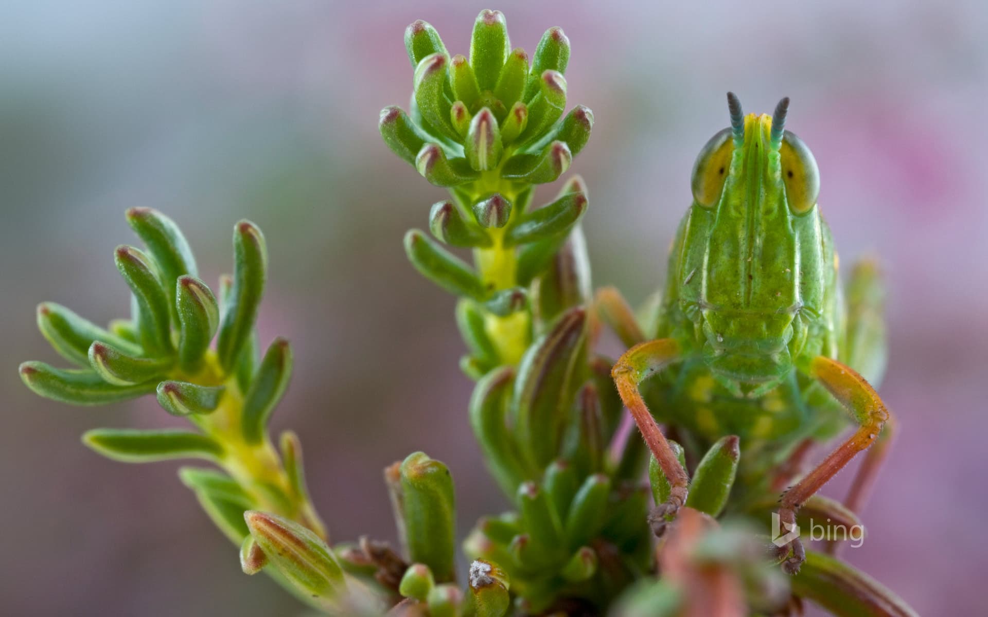 Bing Wallpaper: A grasshopper on Jonaskop, a mountain in South Africa