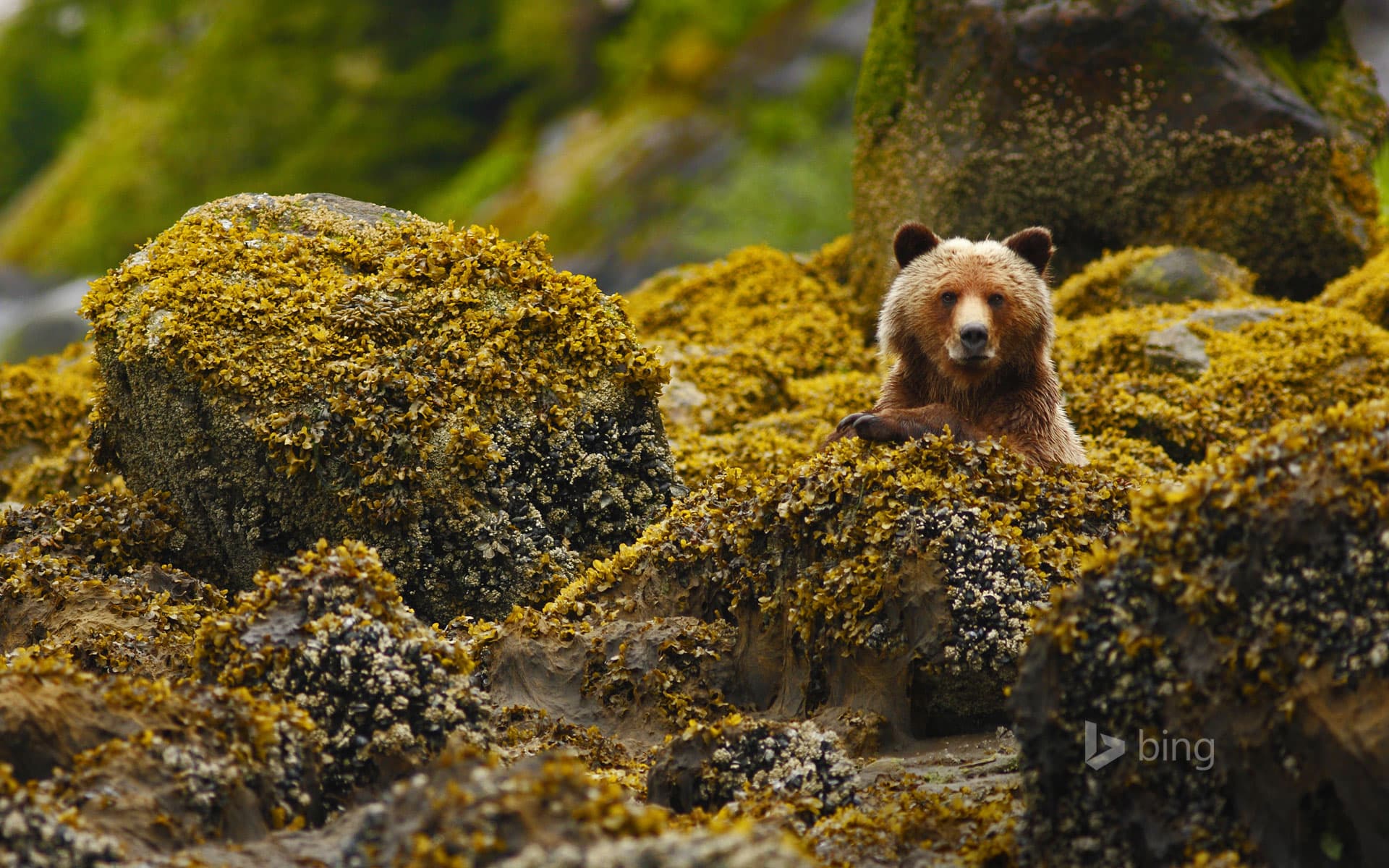 Bing Wallpaper: A grizzly in the Great Bear Rainforest, British Columbia, Canada
