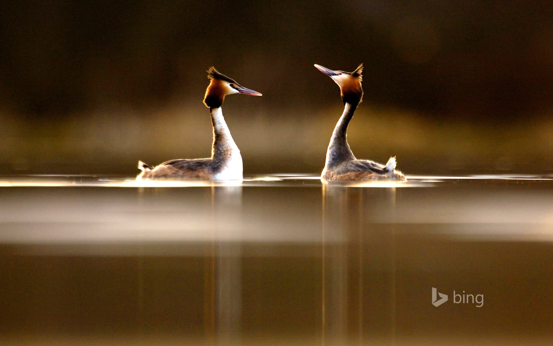 Bing Wallpaper: Pair of Great Crested Grebes (Podiceps cristatus) during their elaborate courtship dance