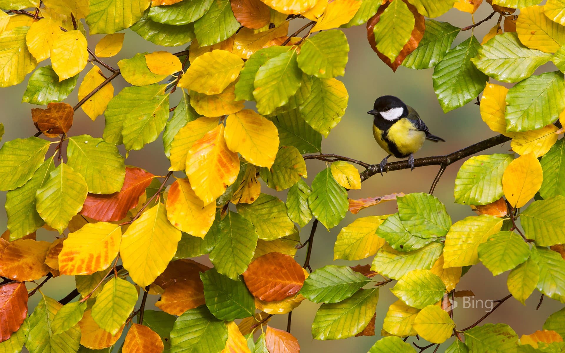 Bing Wallpaper: A great tit perched on a branch