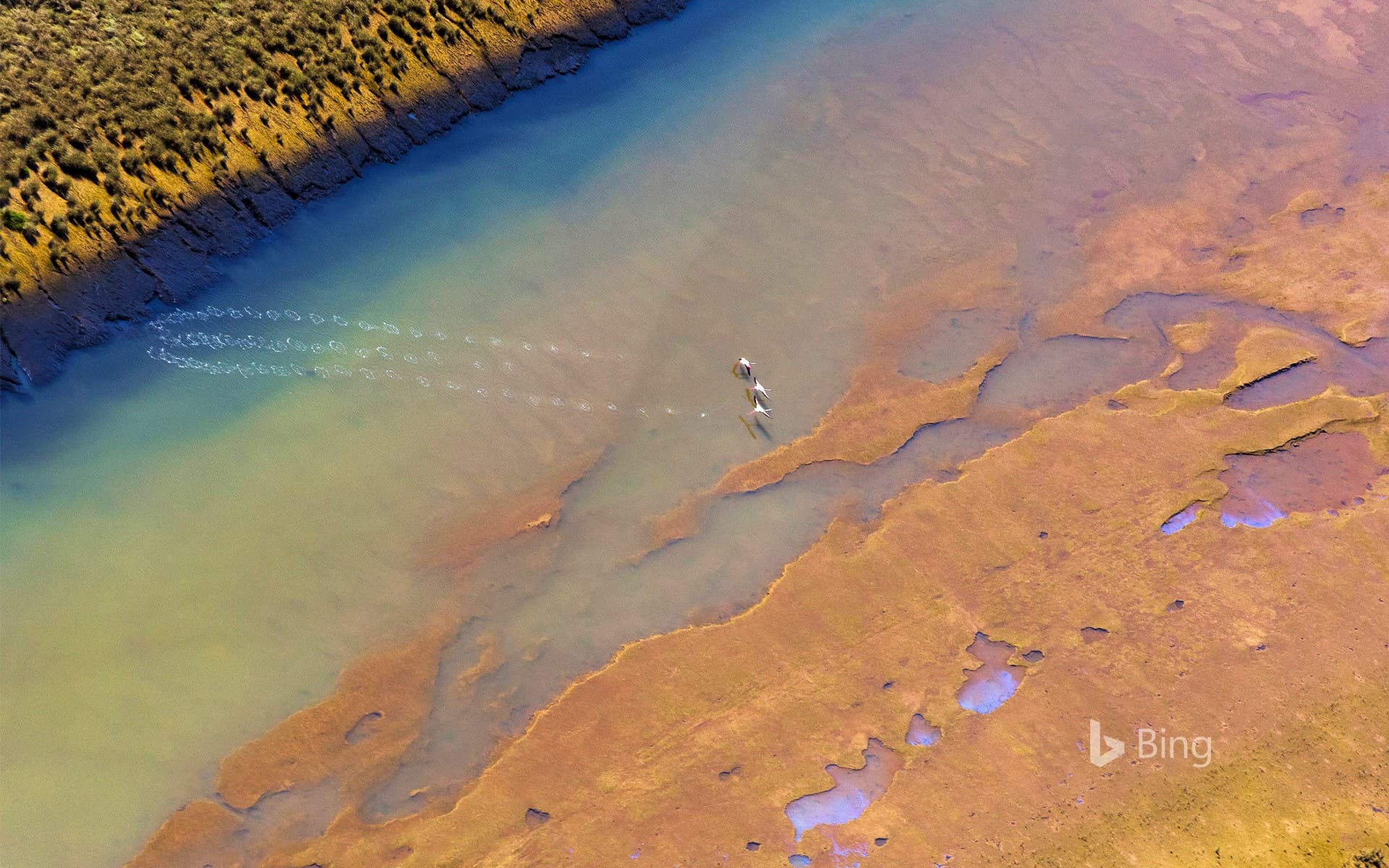 Bing Wallpaper: Greater flamingo trio taking flight from Odiel wetland in Huelva, Andalusia, Spain