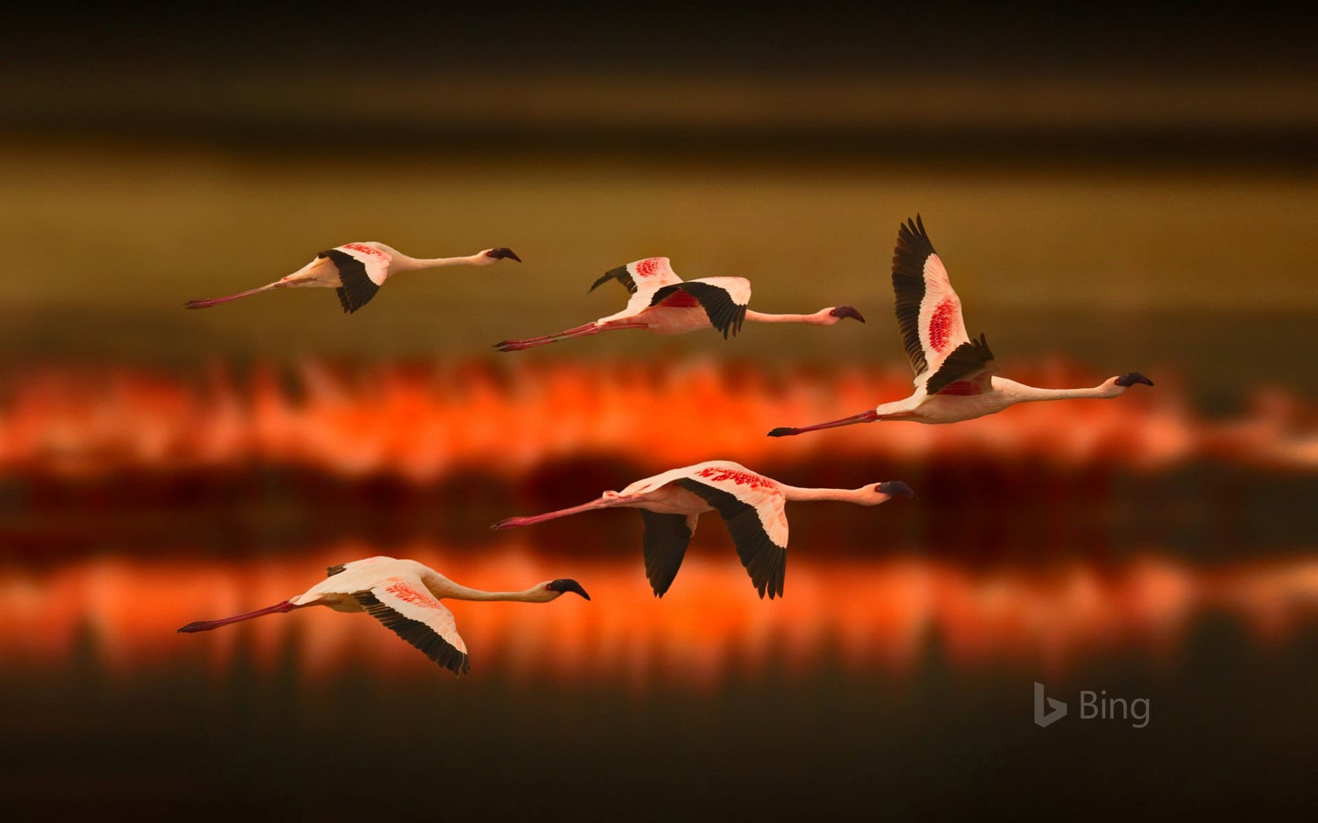 Bing Wallpaper: Greater flamingos in Tanzania