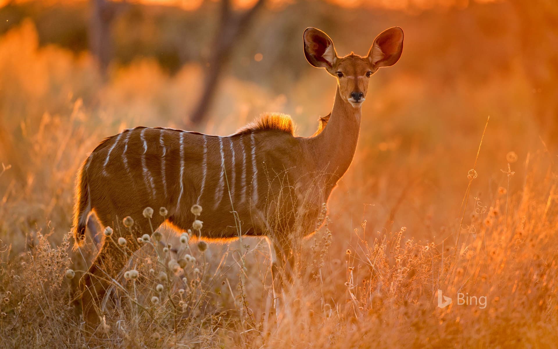 Bing Wallpaper: Female greater kudu in Chobe National Park, Botswana