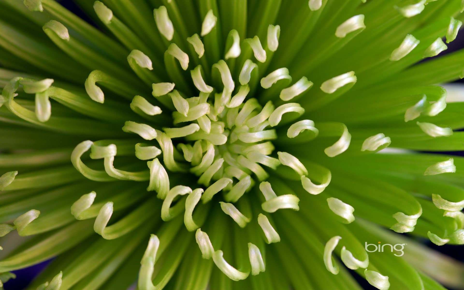 Bing Wallpaper: Chrysanthemum flower, green "Anastasia" variety