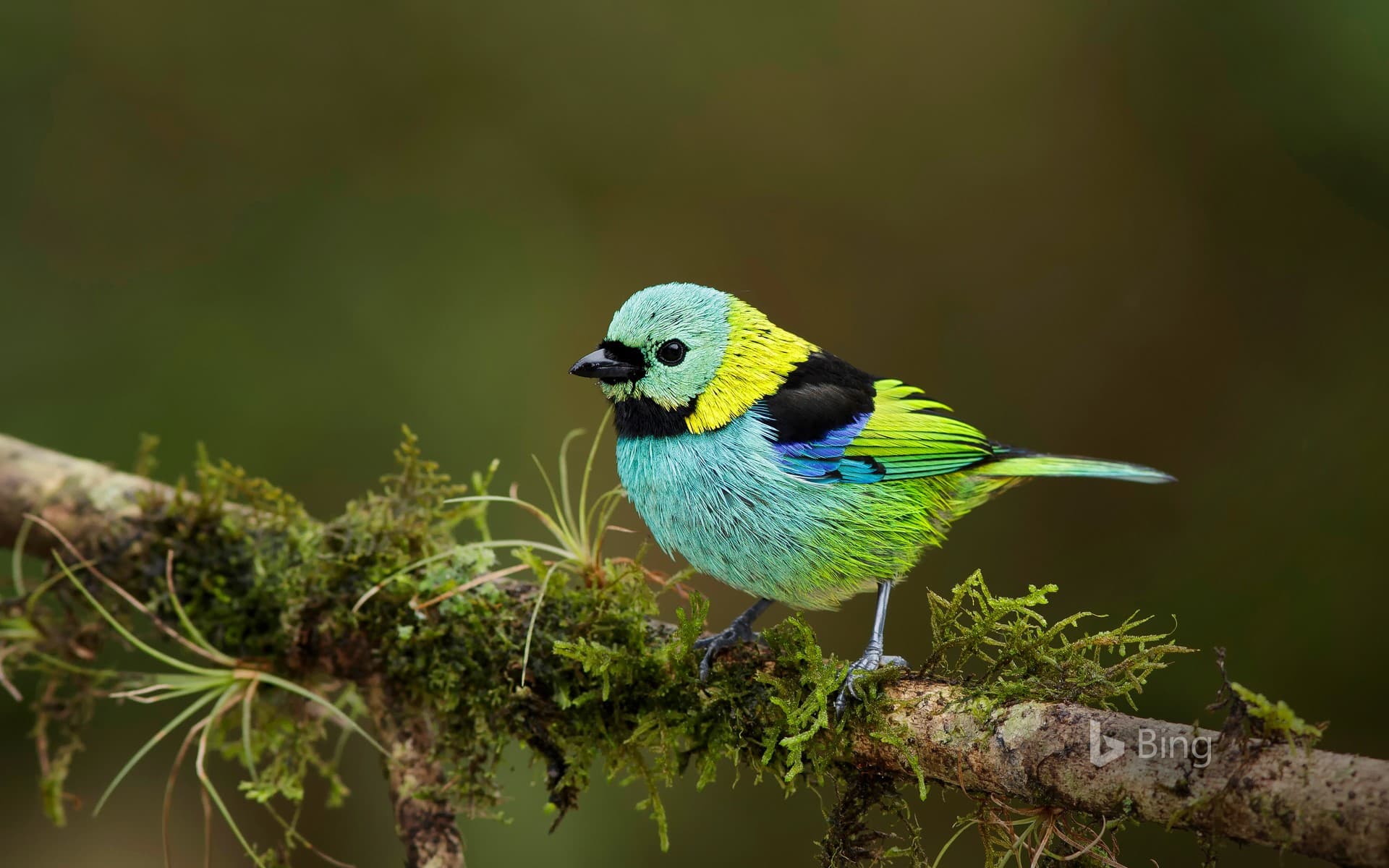 Bing Wallpaper: Green-headed tanager in the Atlantic Forest, Brazil