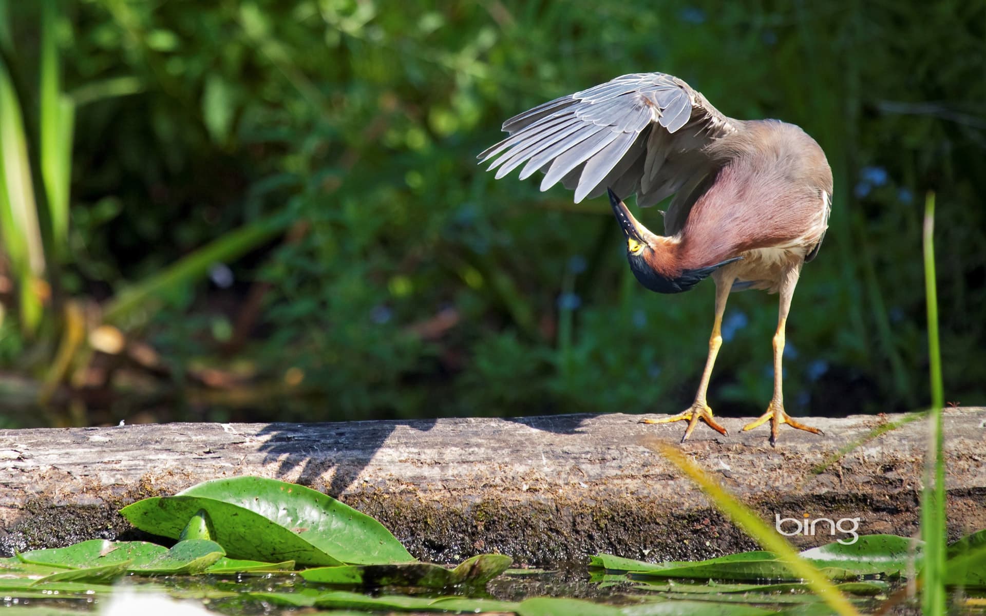 Bing Wallpaper: Green heron in Washington Park Arboretum in Seattle, Washington
