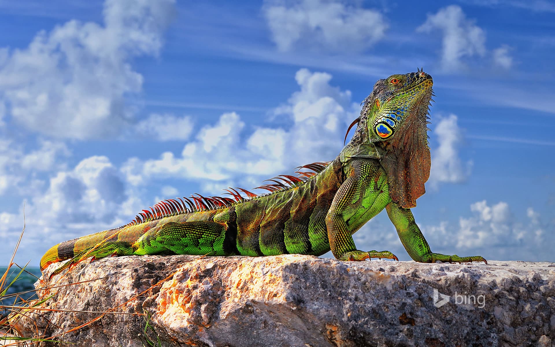 Bing Wallpaper: Common iguana in the Florida Keys