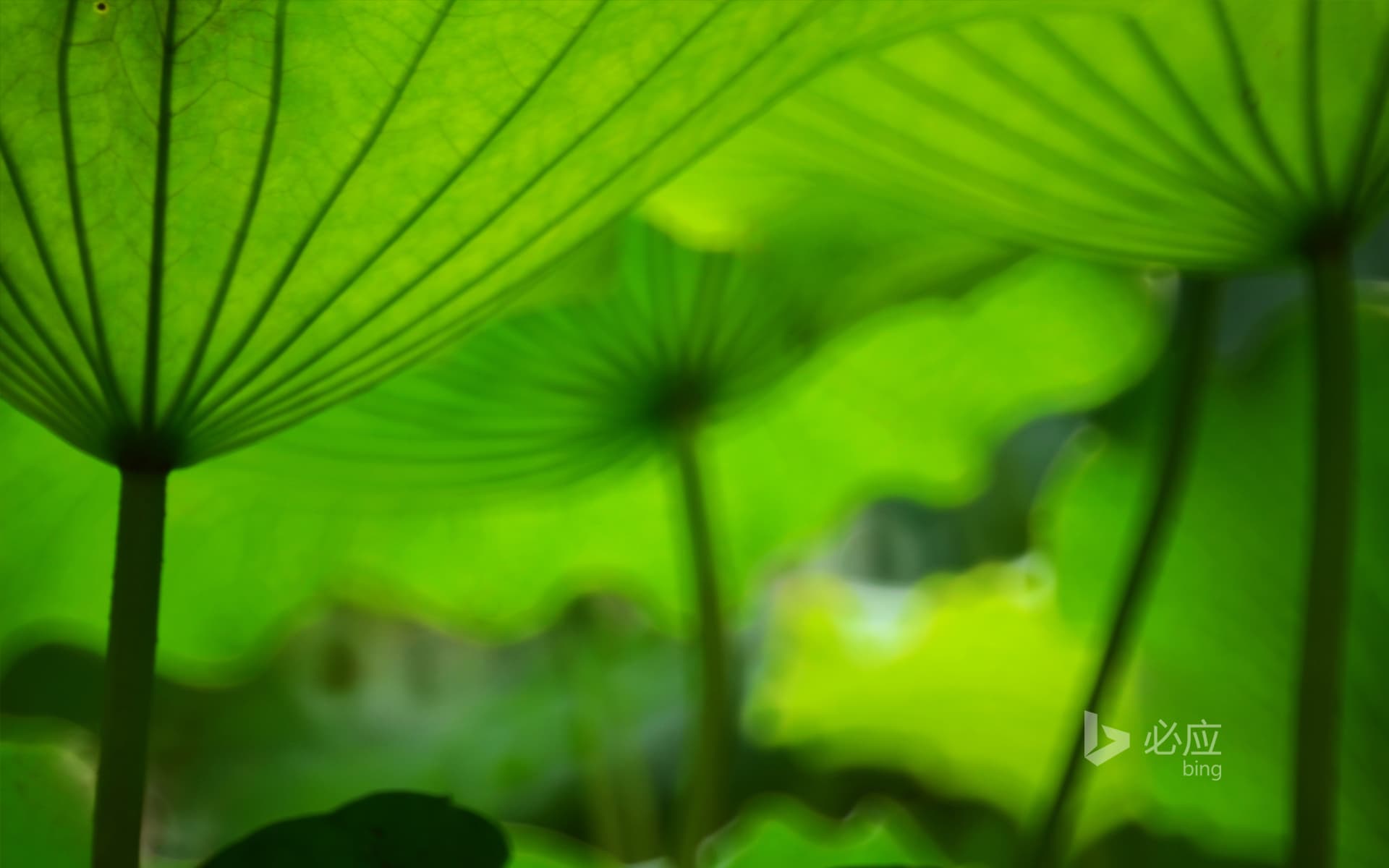 Bing Wallpaper: Umbrella-like lotus leaves