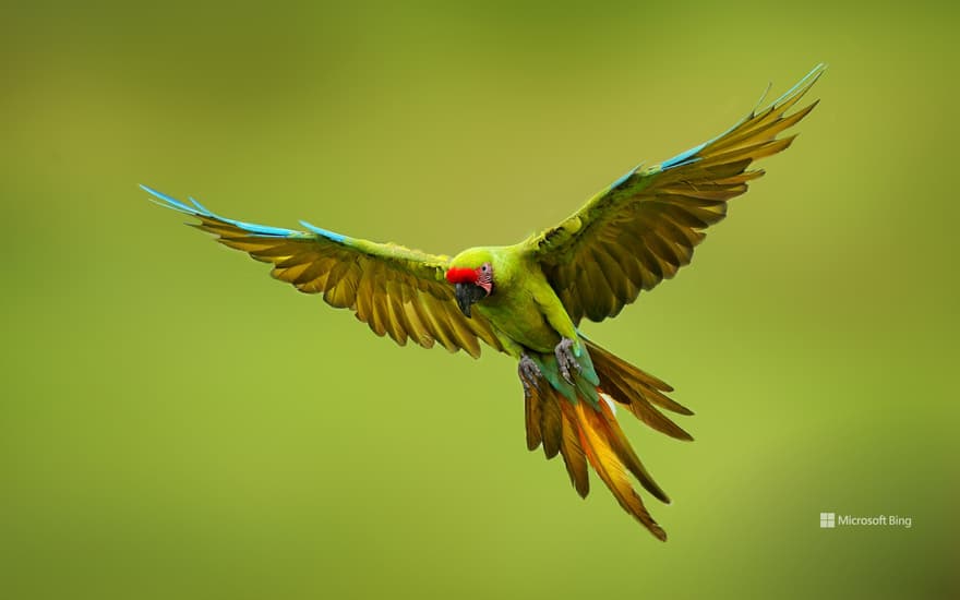 Great green macaw, Mexico