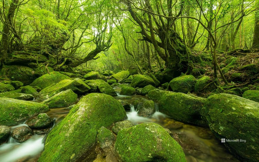 Yakushima, Kagoshima Prefecture