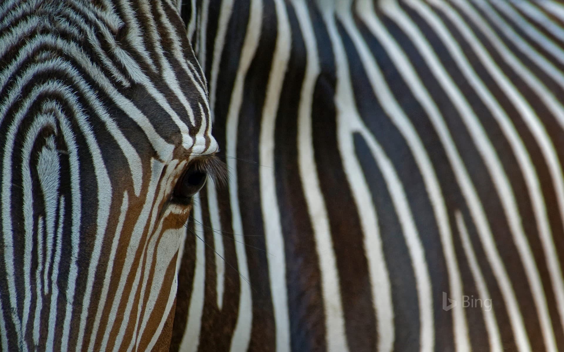 Bing Wallpaper: Close-up view of an endangered Grévy's zebra