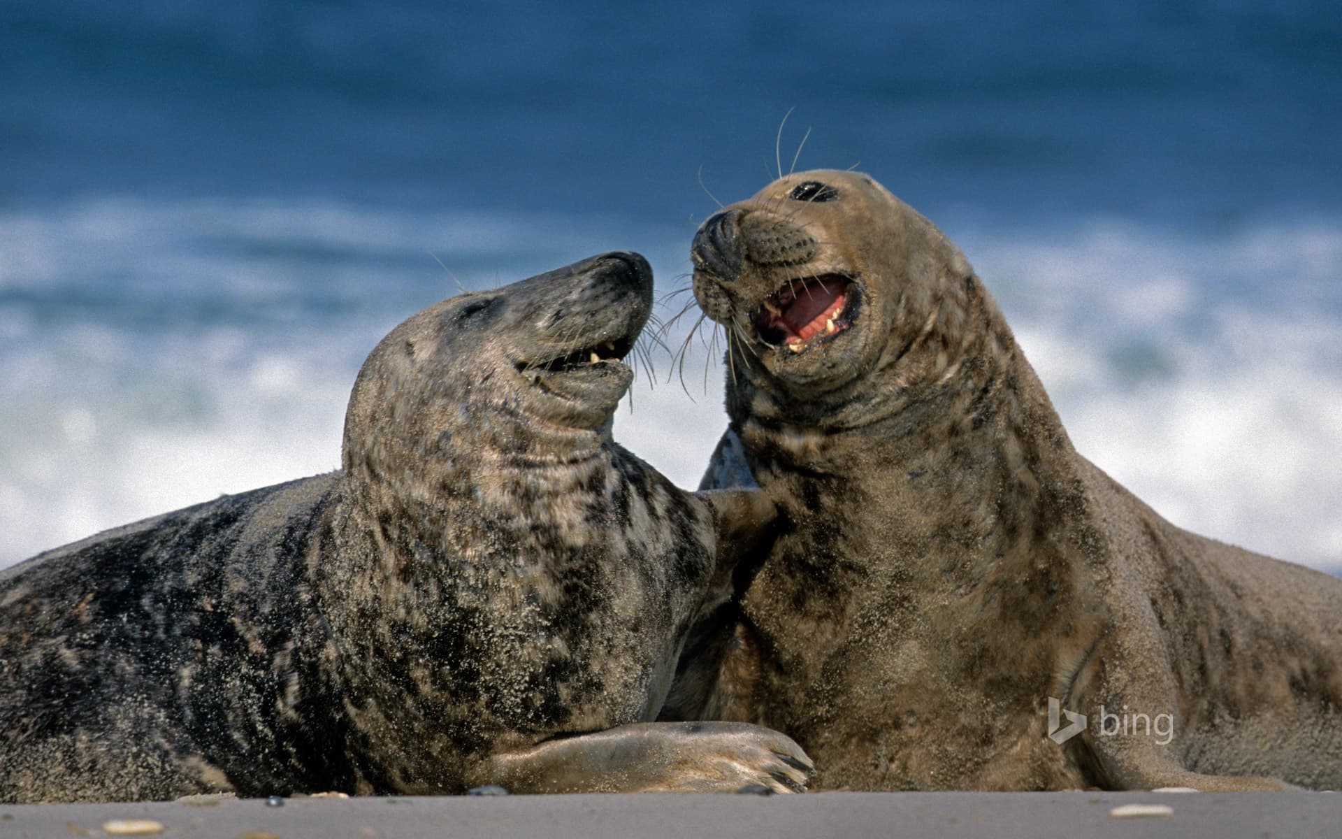 Bing Wallpaper: Grey seals at Heligoland, Germany