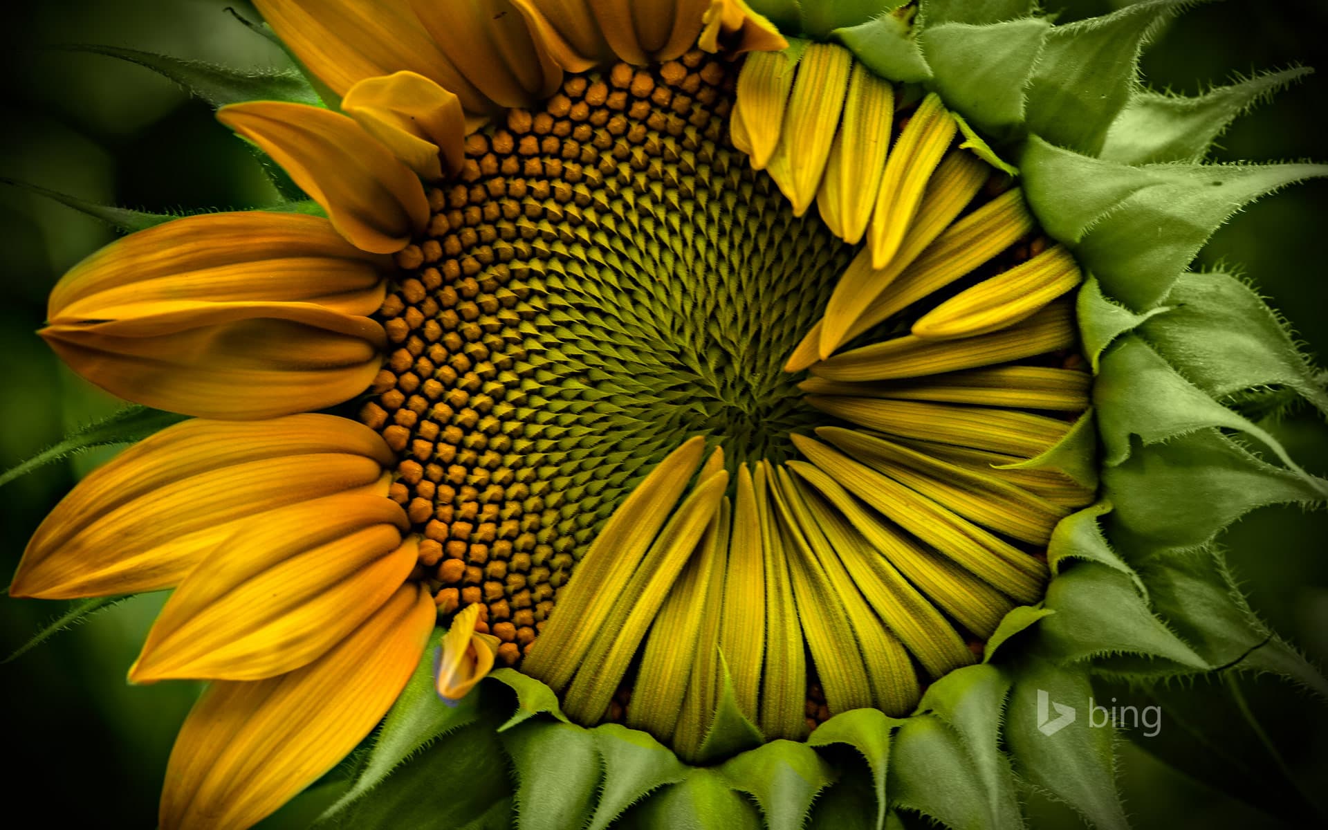 Bing Wallpaper: Immature sunflower
