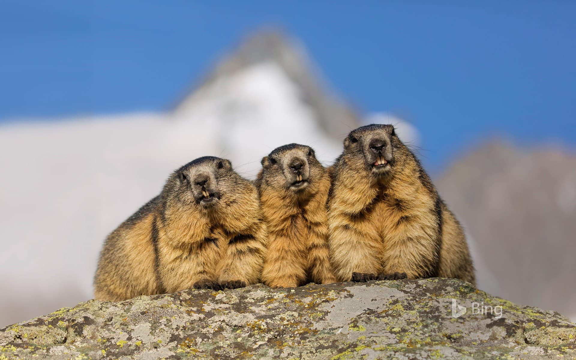 Bing Wallpaper: Alpine marmots near the Grossglockner High Alpine Road, Austria