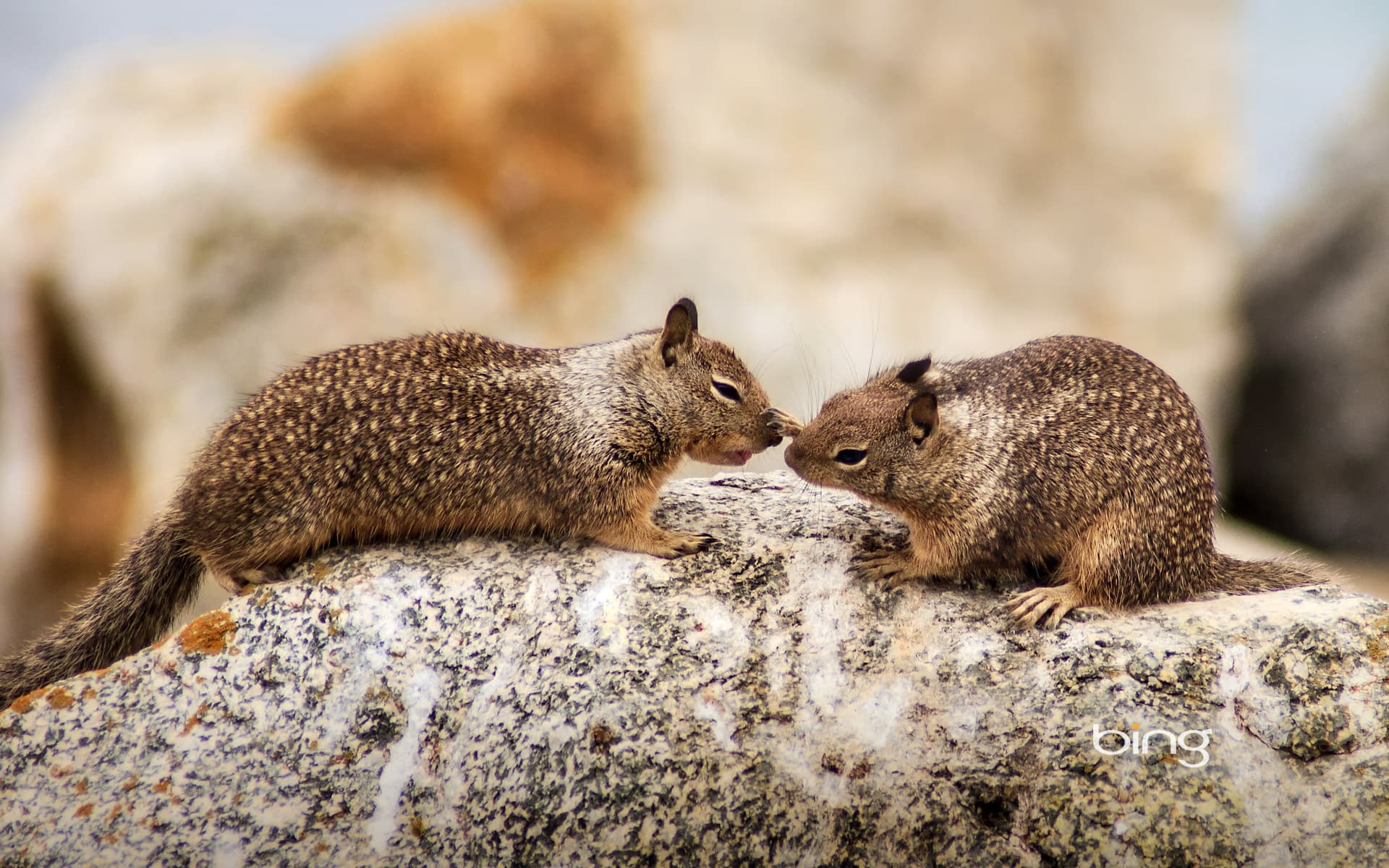 Bing Wallpaper: California ground squirrels at Seal Rock on 17-Mile Drive on the Monterey Peninsula, California
