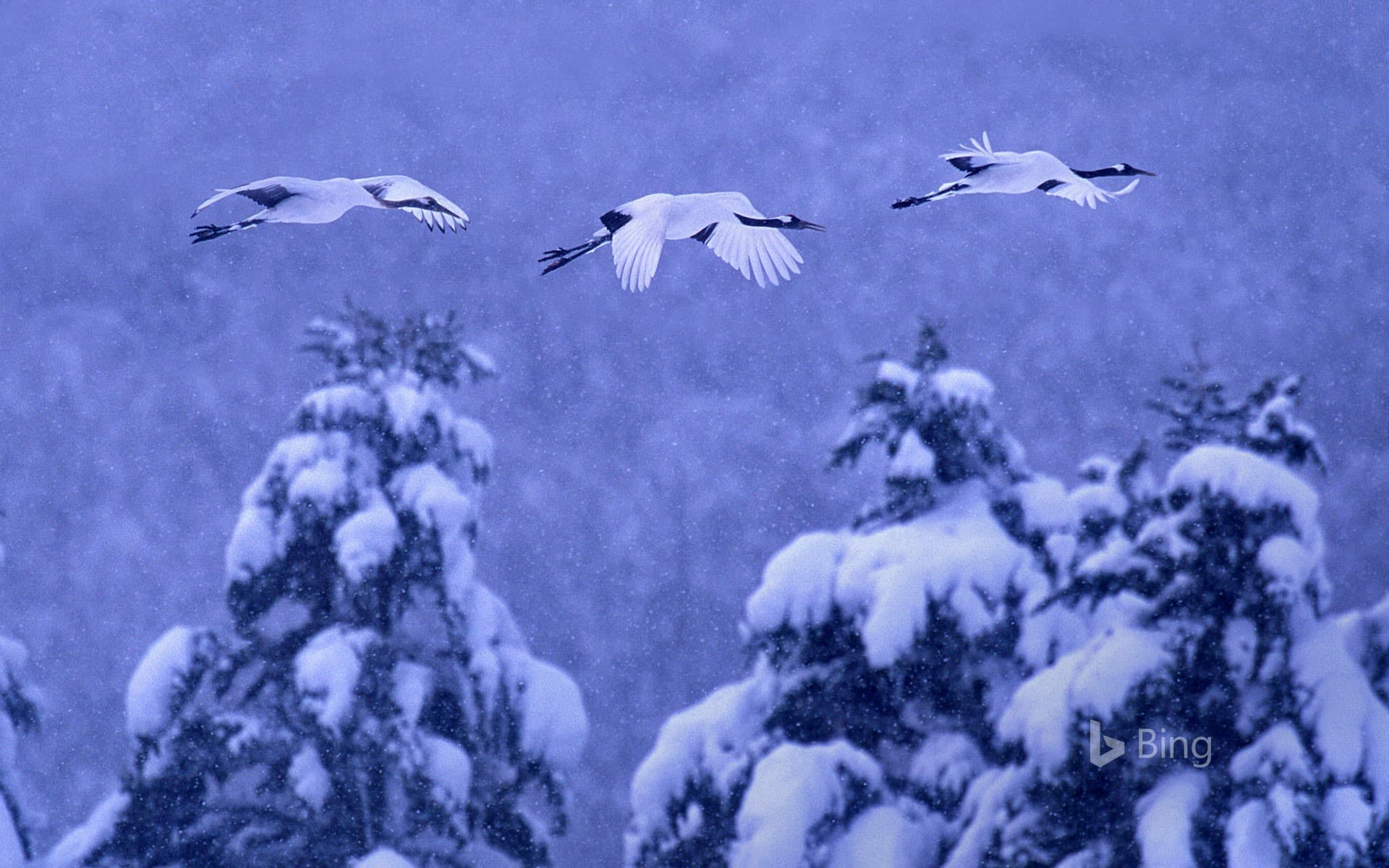 Bing Wallpaper: Red-crowned cranes in Akan National Park, Hokkaido, Japan
