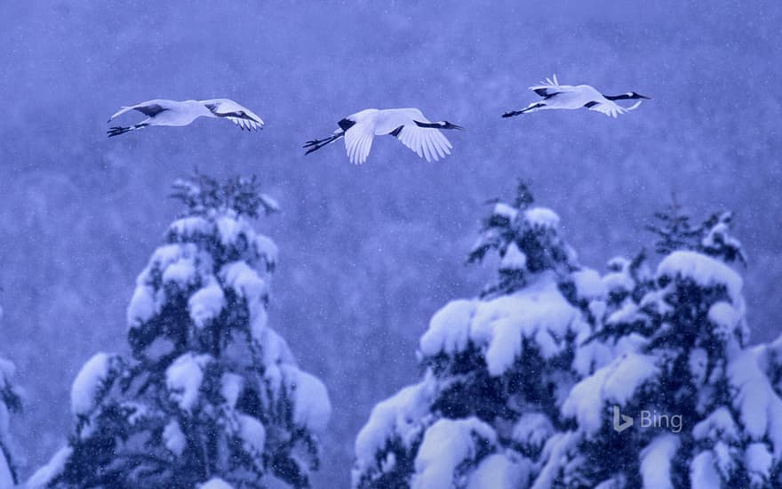 Red-crowned cranes in Akan National Park, Hokkaido, Japan