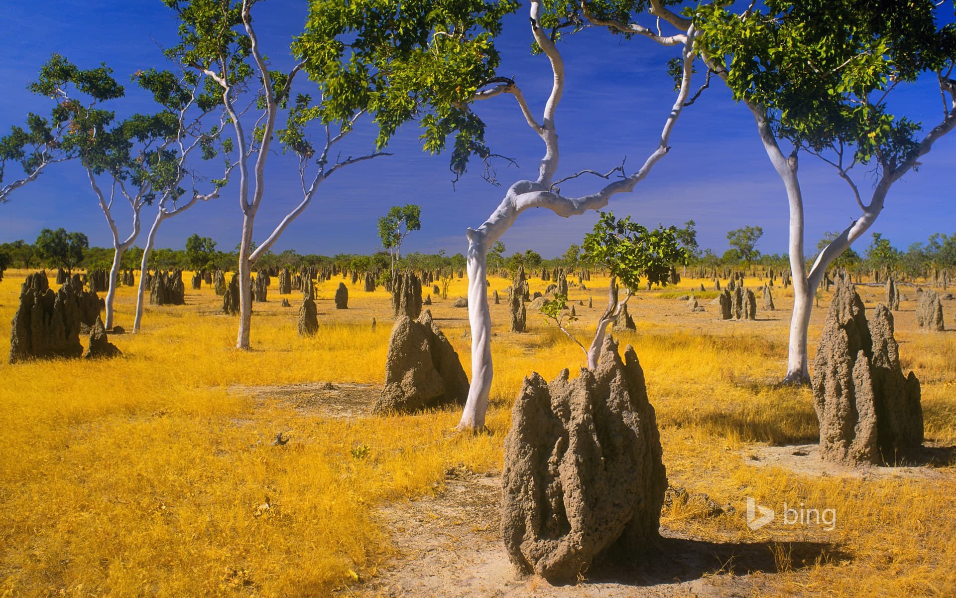 Bing Wallpaper: Termite mounds and snappy gums in savannah grassland, Gulf Country, Queensland, Australia