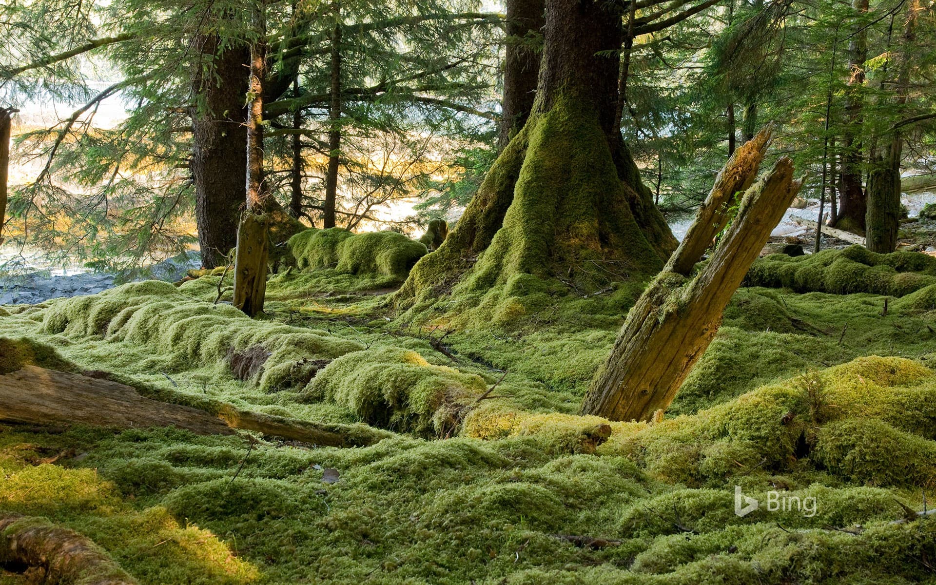 Bing Wallpaper: Gwaii Haanas National Park Reserve, Haida Gwaii, B.C., Canada