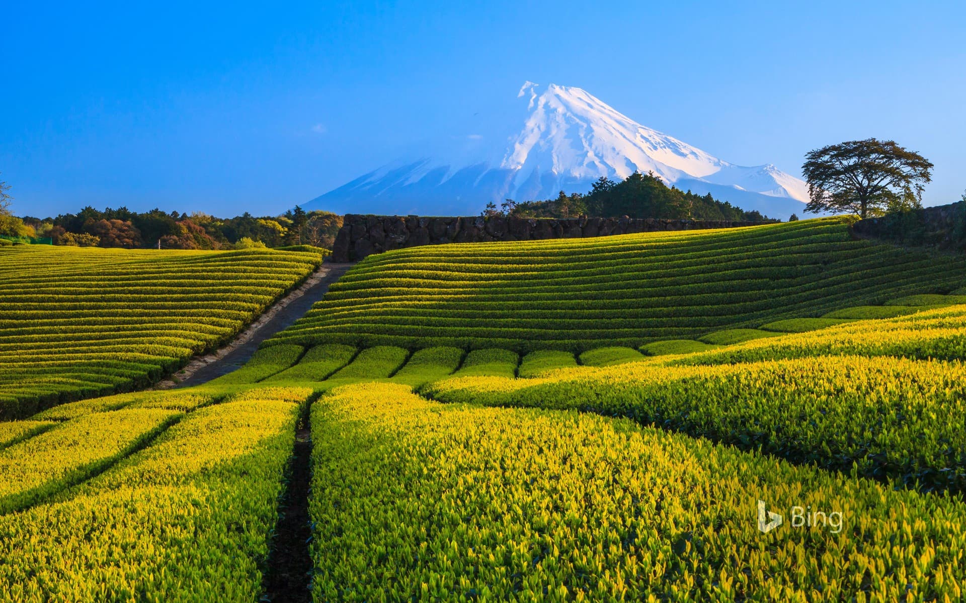Bing Wallpaper: Green tea plantation and Mount Fuji, Shizuoka, Japan