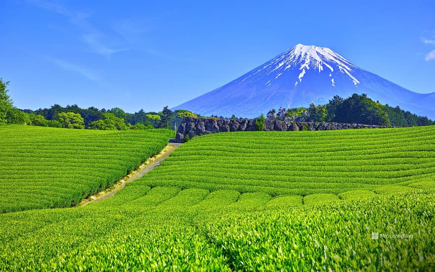 Tea fields in Obuchisaba, Fuji City, Shizuoka Prefecture