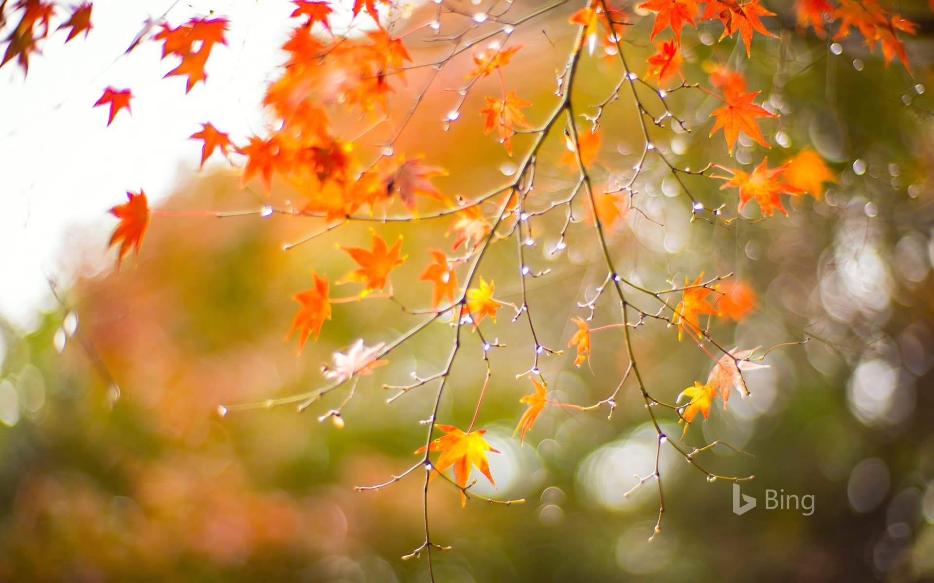 Bing Wallpaper: Maple leaves in autumn