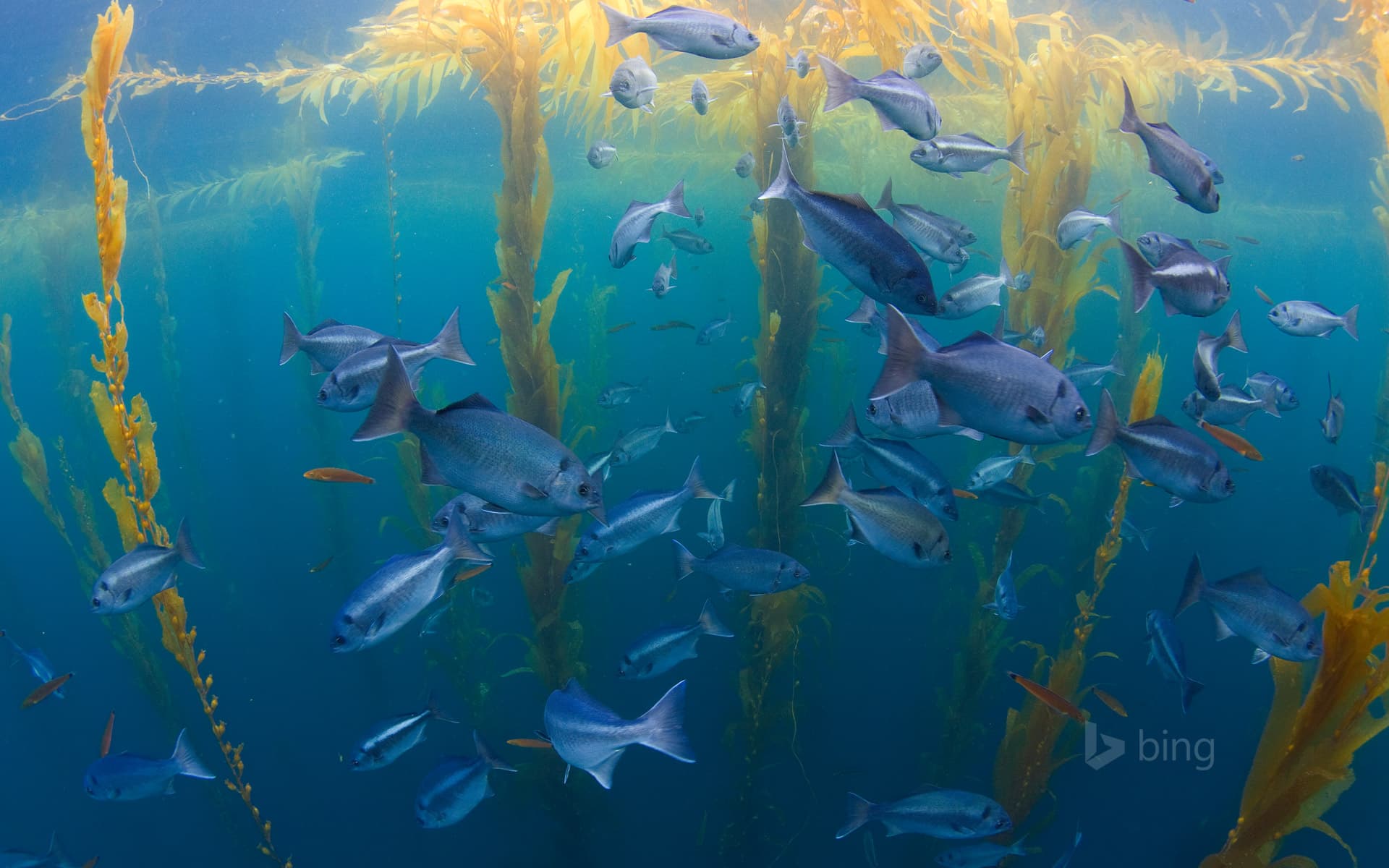 Bing Wallpaper: Halfmoon fish in a kelp forest offshore from San Diego, California