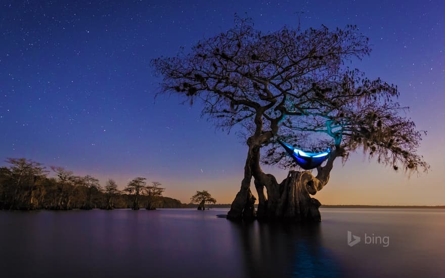 Hammock camping in an old growth cypress tree, Florida