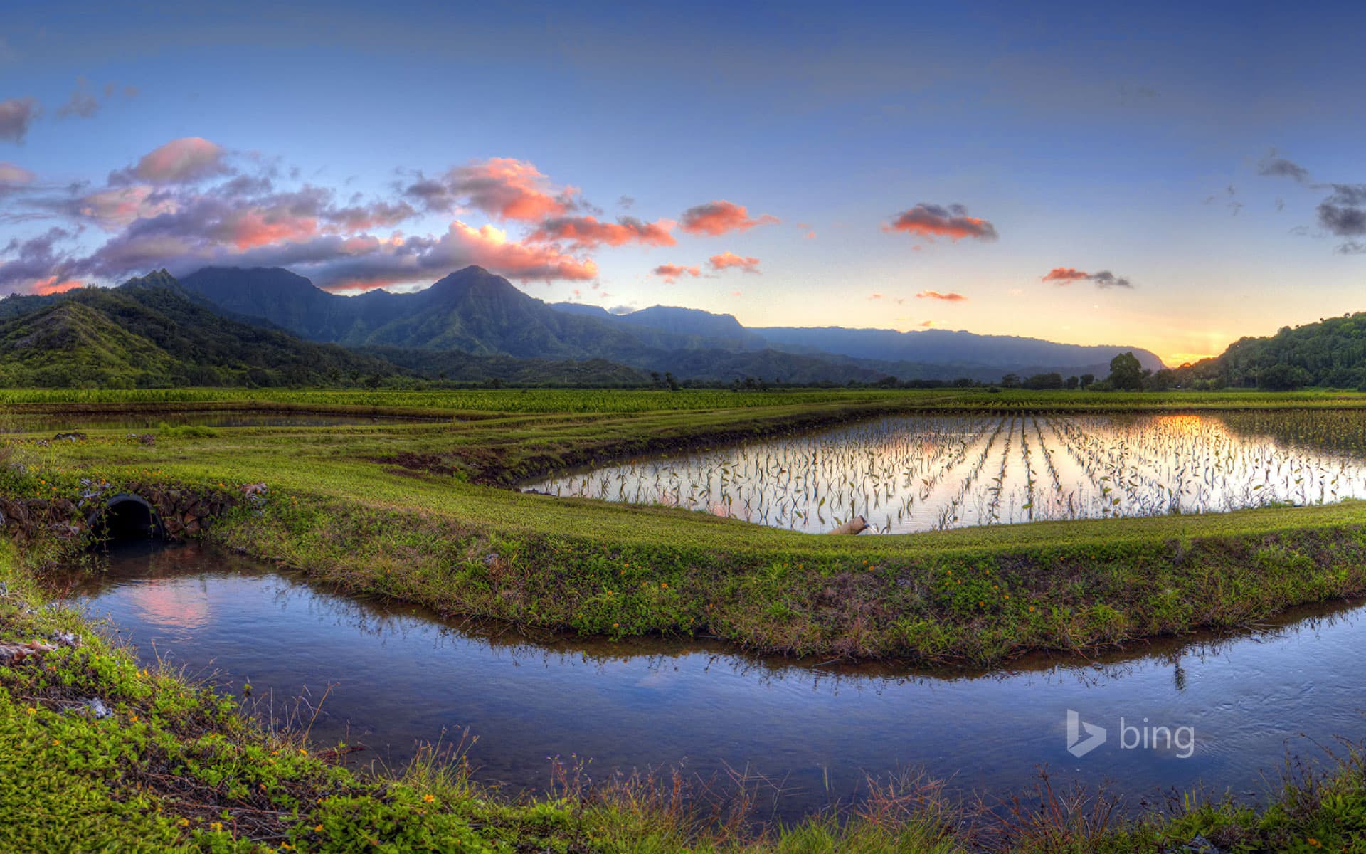 Bing Wallpaper: Hanalei Valley, Kauai, Hawaii