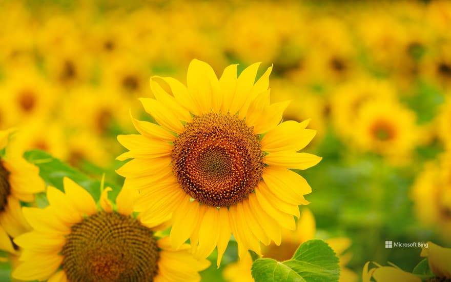 Sunflowers blooming in a field in summer