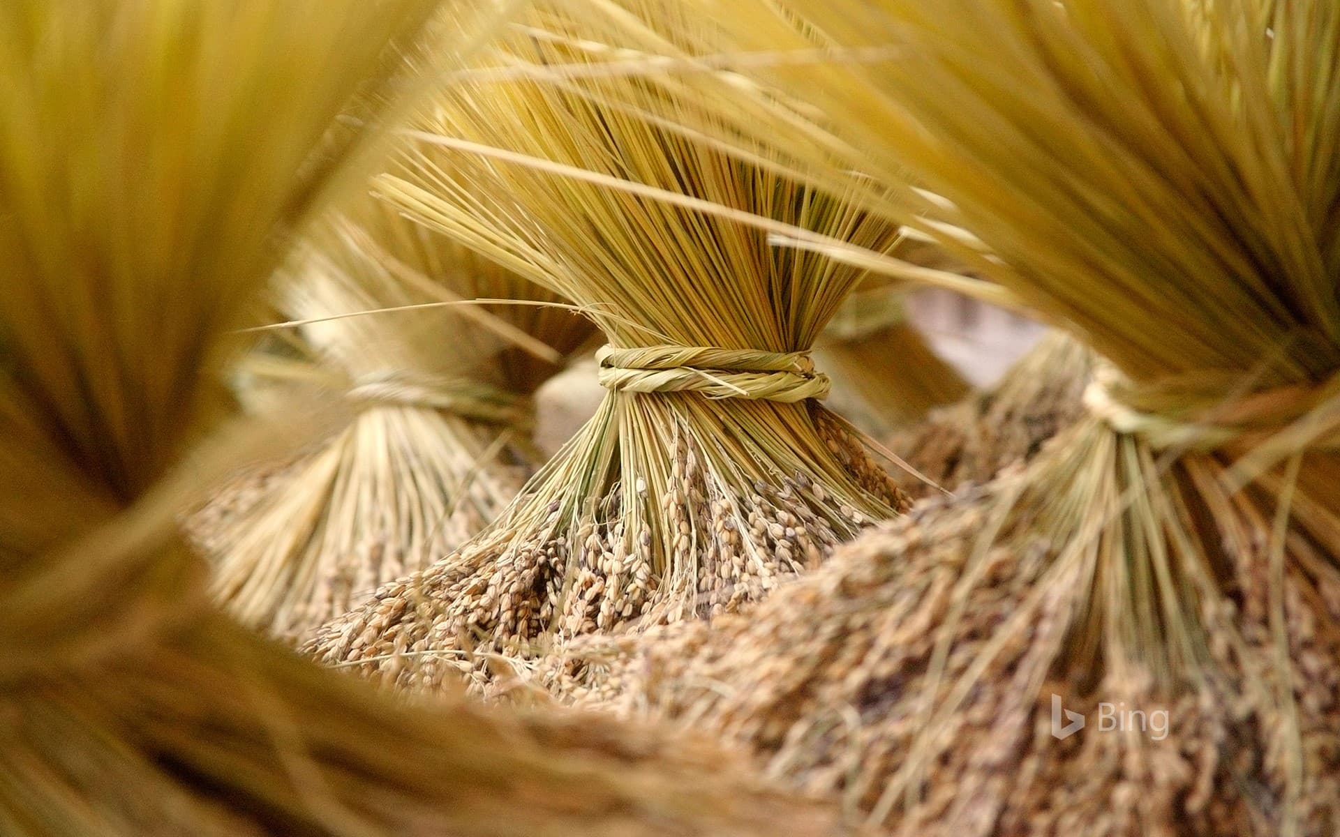 Bing Wallpaper: [Autumn Equinox Today] Harvest of Straw Bunches, Longsheng County, Guangxi