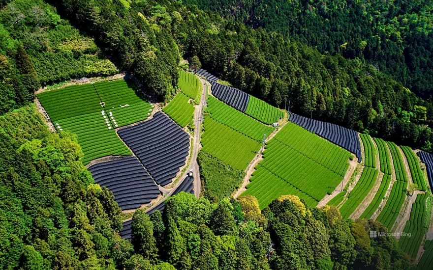 Wazuka Tea Plantation, Kyoto