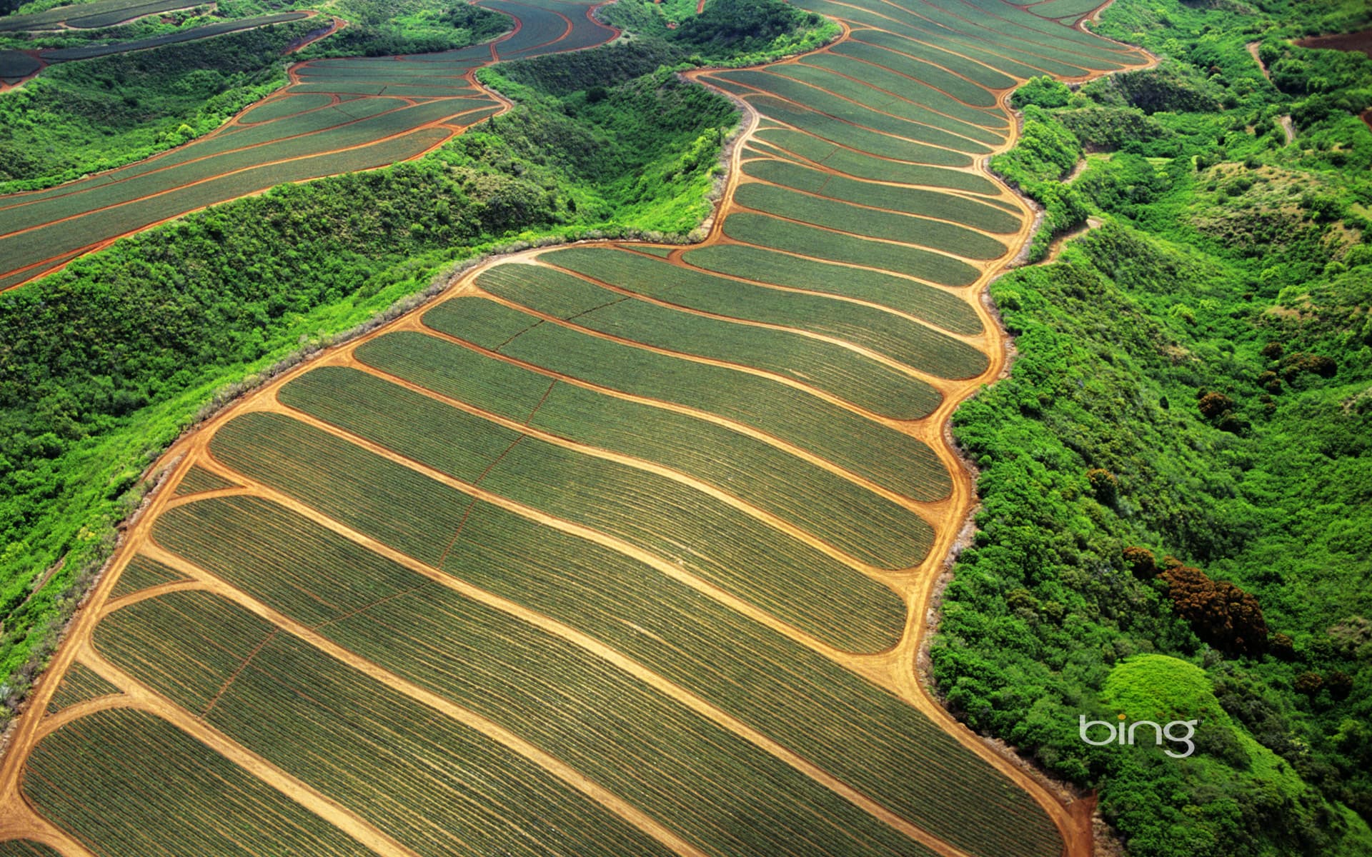 Bing Wallpaper: Pineapple fields in Maui, Hawaii